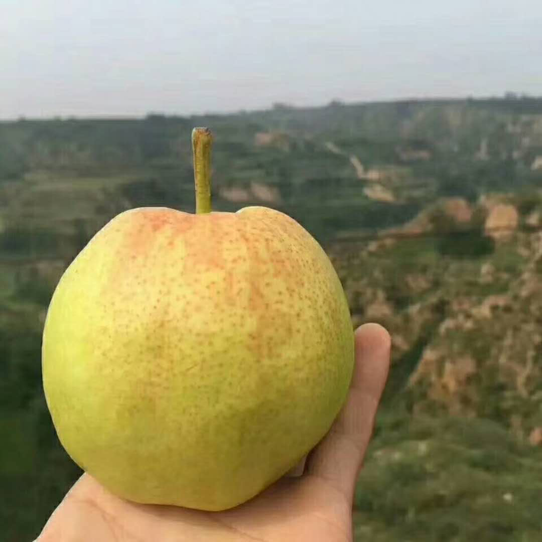 山西玉露香梨