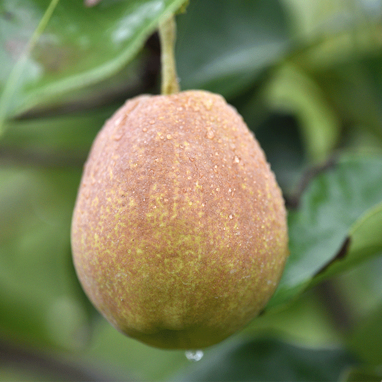 新疆库尔勒一级全母香梨 原箱10斤 秒杀价39.9元