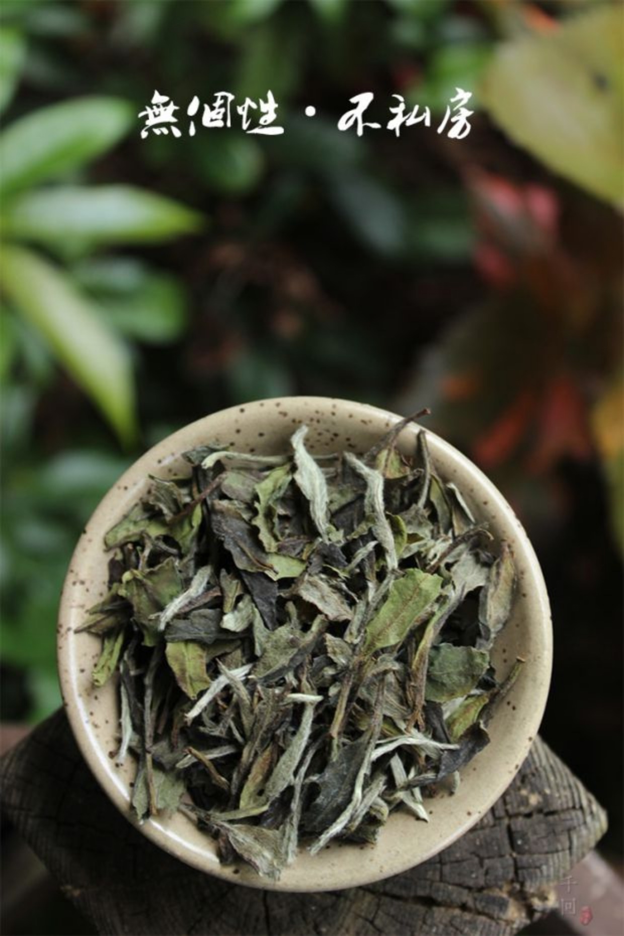 3149荒野白牡丹 福鼎白茶/磻溪高山/自然萎凋 2014年125克白茶仓