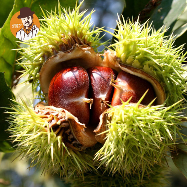 【老凡大叔优选】有机种植油栗 300g/份