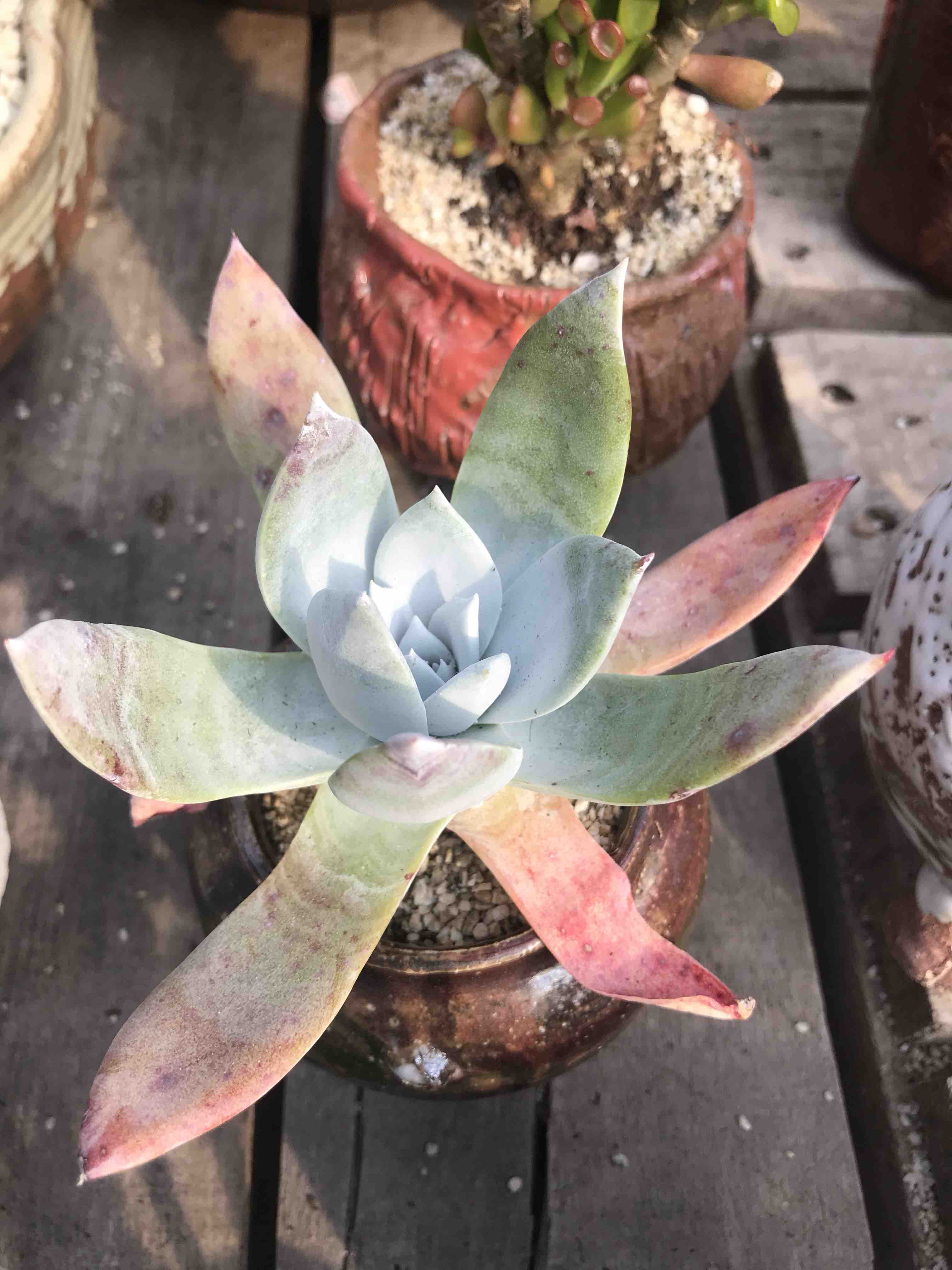 雪山仙女杯带粗桩,桩子2公分以上,会员价40