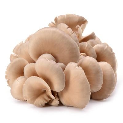平菇250g