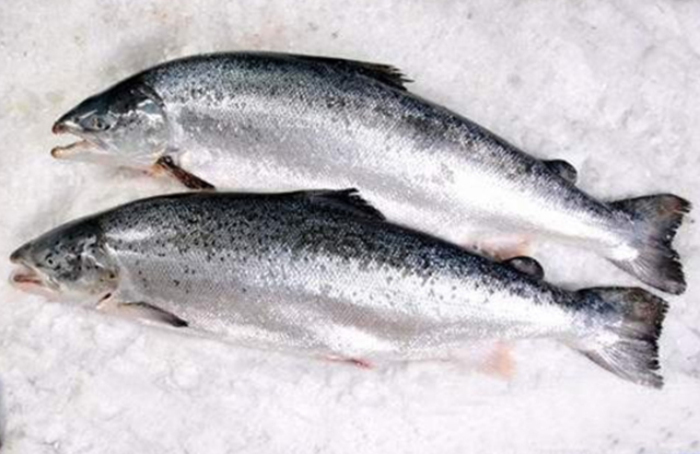 新鲜三文鱼 鱼柳