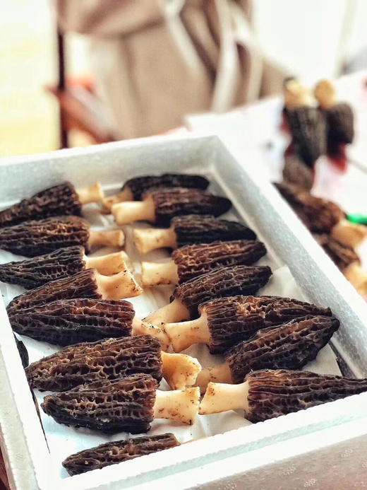 【现货】云南✈️有机新鲜羊肚菌🍄二月三 月请多吃羊肚菌，特别适合给小孩子吃 商品图3