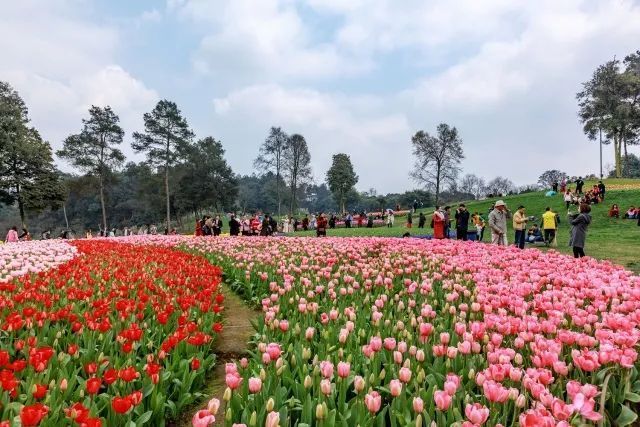 9元】抢石象湖郁金香节超值门票!清明出游赏花超值!