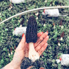 【现货】云南✈️有机新鲜羊肚菌🍄二月三 月请多吃羊肚菌，特别适合给小孩子吃 商品缩略图8