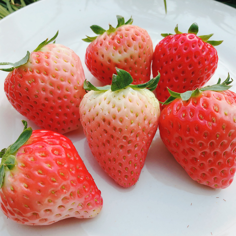 照香草莓 | 日本引进晚熟品种 精挑锥形漂亮果子(1斤装/2斤装)