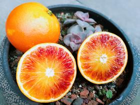 橙里城外【滚滚红橙】