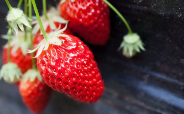 预售|溪青草莓,第三批预计3月15日左右派送!