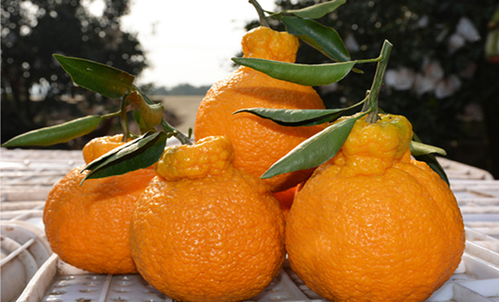 四川丑橘9斤/箱