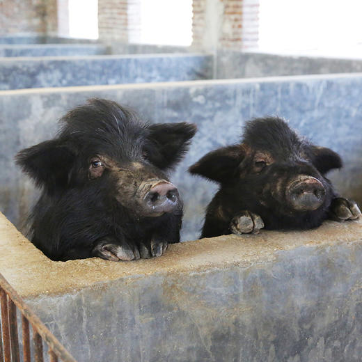 大唐山臻无忧藏香猪整头售卖毛重约80斤左右
 商品图3