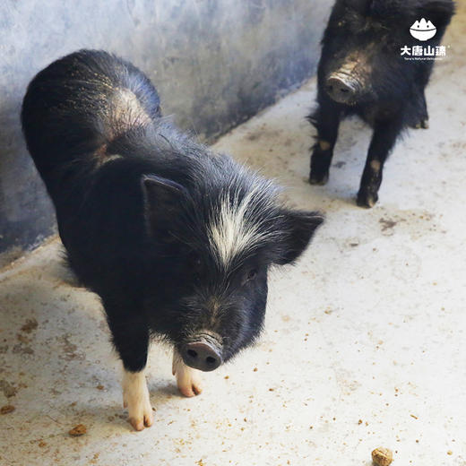 大唐山臻无忧藏香猪整头售卖毛重约80斤左右
 商品图2
