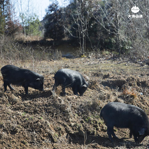 大唐山臻无忧藏香猪整头售卖毛重约80斤左右
 商品图1
