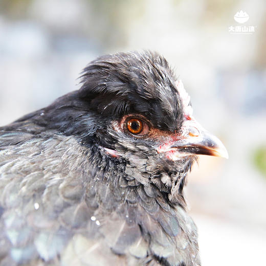 【实体卡】欢喜富硒乌鸡 高山丛林散养 中草药喂养 整只约2斤 商品图0