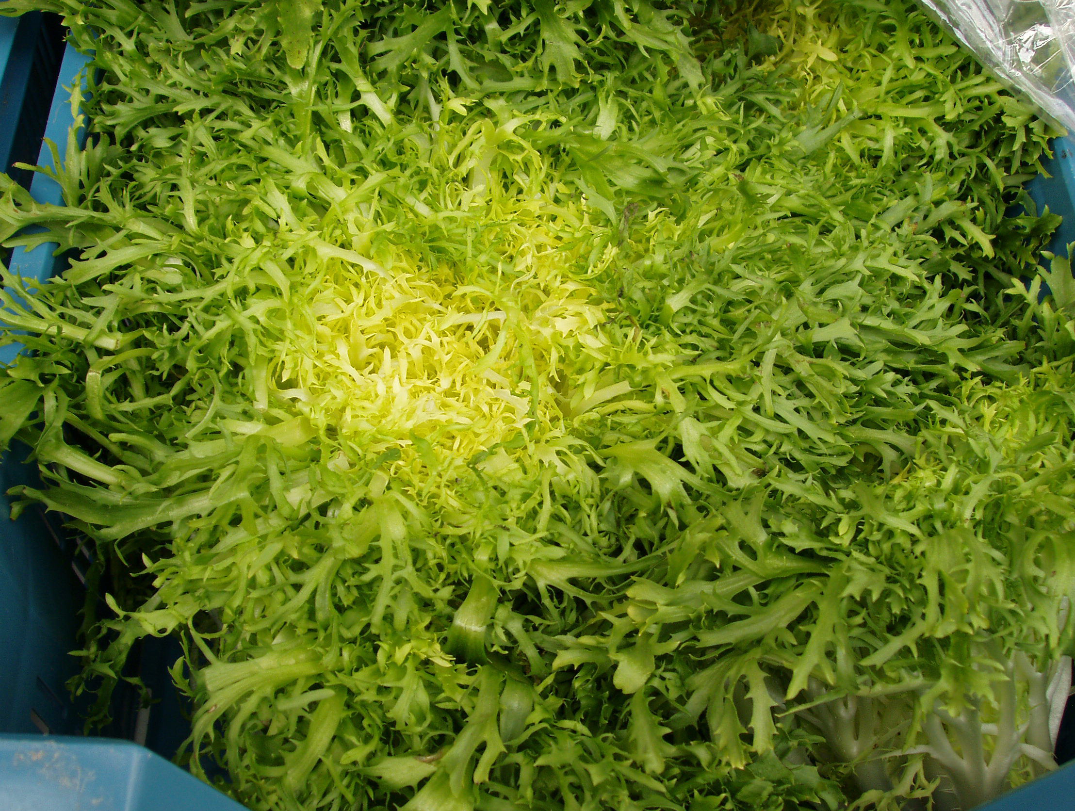 法什菜—细叶狗牙菜