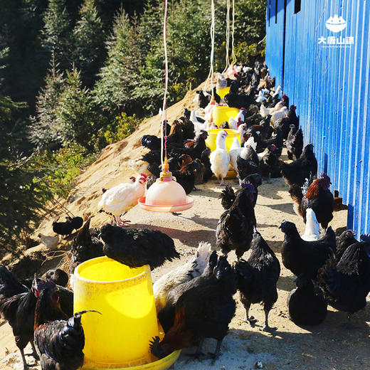 【实体卡】欢喜富硒乌鸡 高山丛林散养 中草药喂养 整只约2斤 商品图2