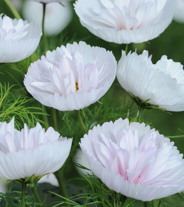 纸杯蛋糕 - 害羞 粉红色单瓣重瓣波斯菊 2017年切尔西年度植物