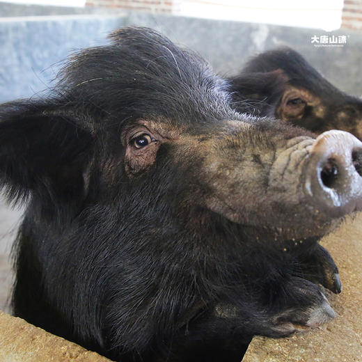 大唐山臻无忧藏香猪整头售卖毛重约80斤左右
 商品图0