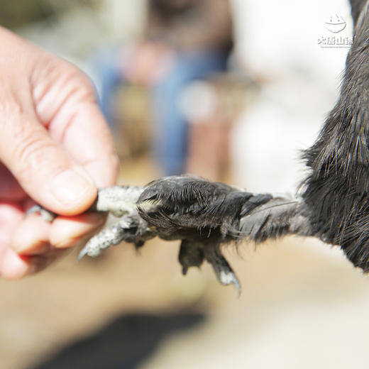 【实体卡】欢喜富硒乌鸡 高山丛林散养 中草药喂养 整只约2斤 商品图1