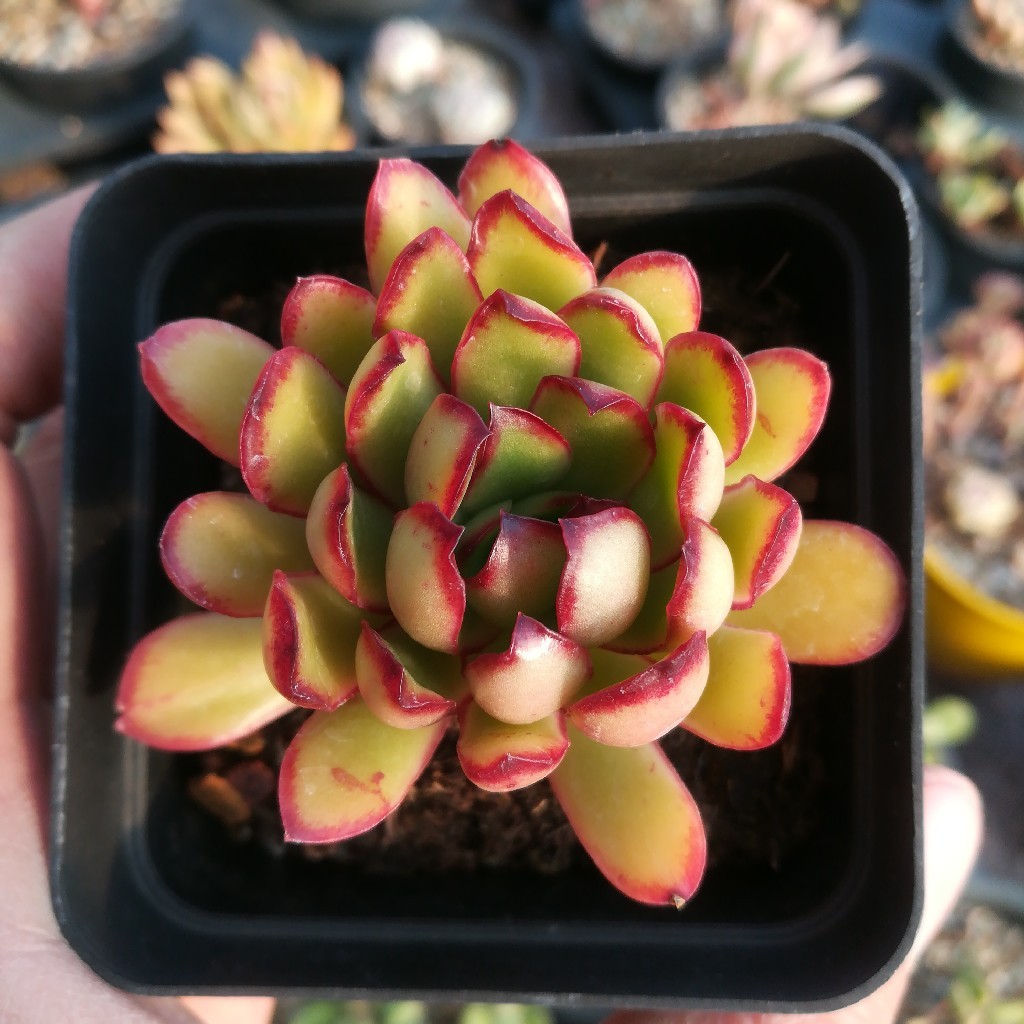 红边灵影,参考花盆7厘米