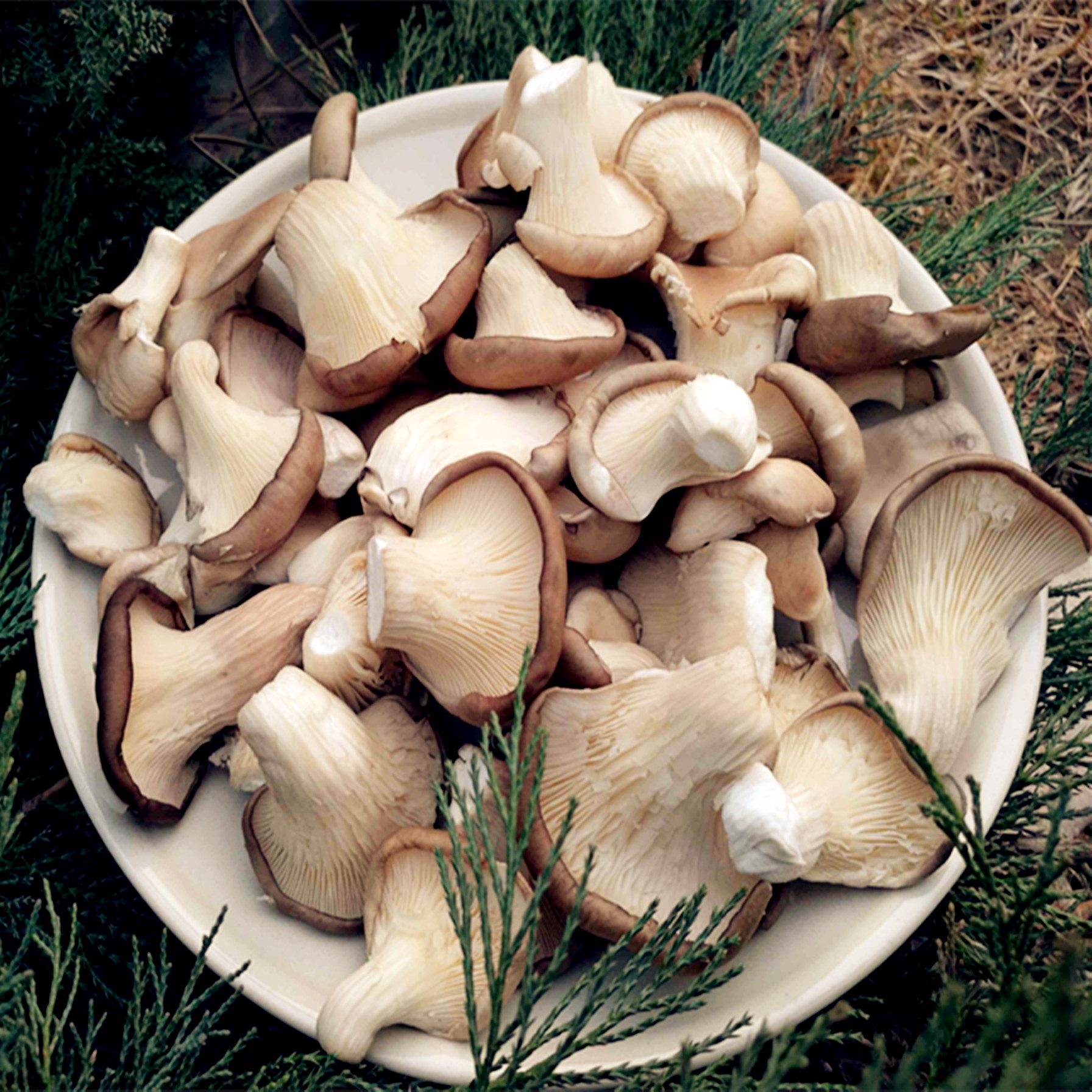 合作生产|平菇 300g