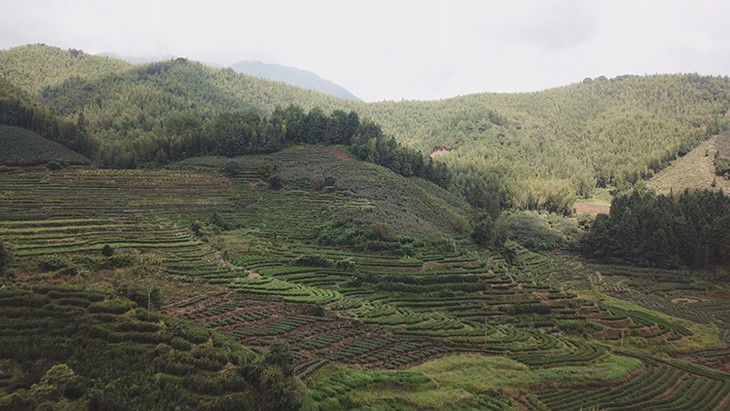 但要知道,正岩山场的老枞水仙量本身就少.