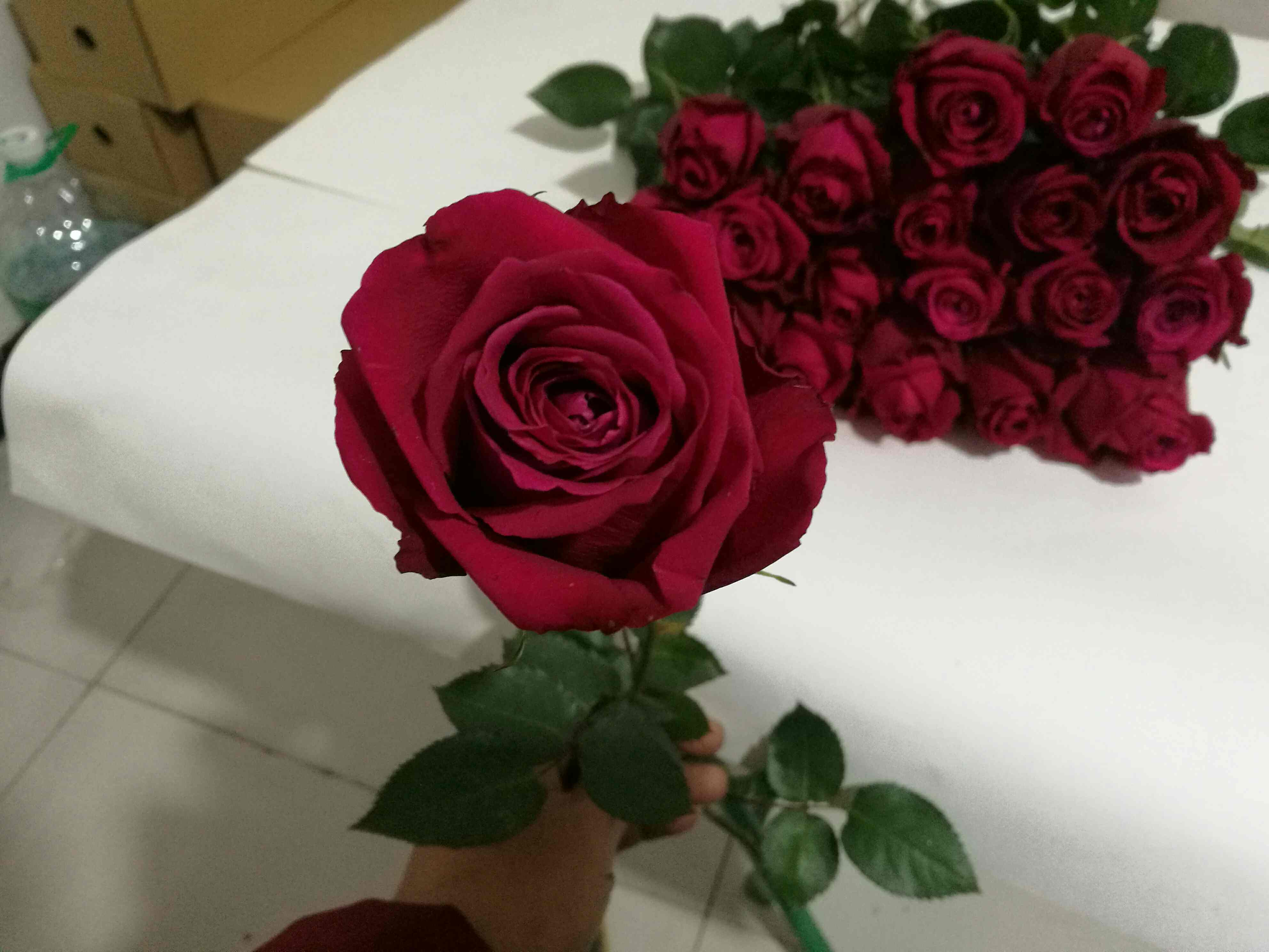 云南玫瑰,1把(20支)也批发,空运包邮到家,当天采摘--花间提壶