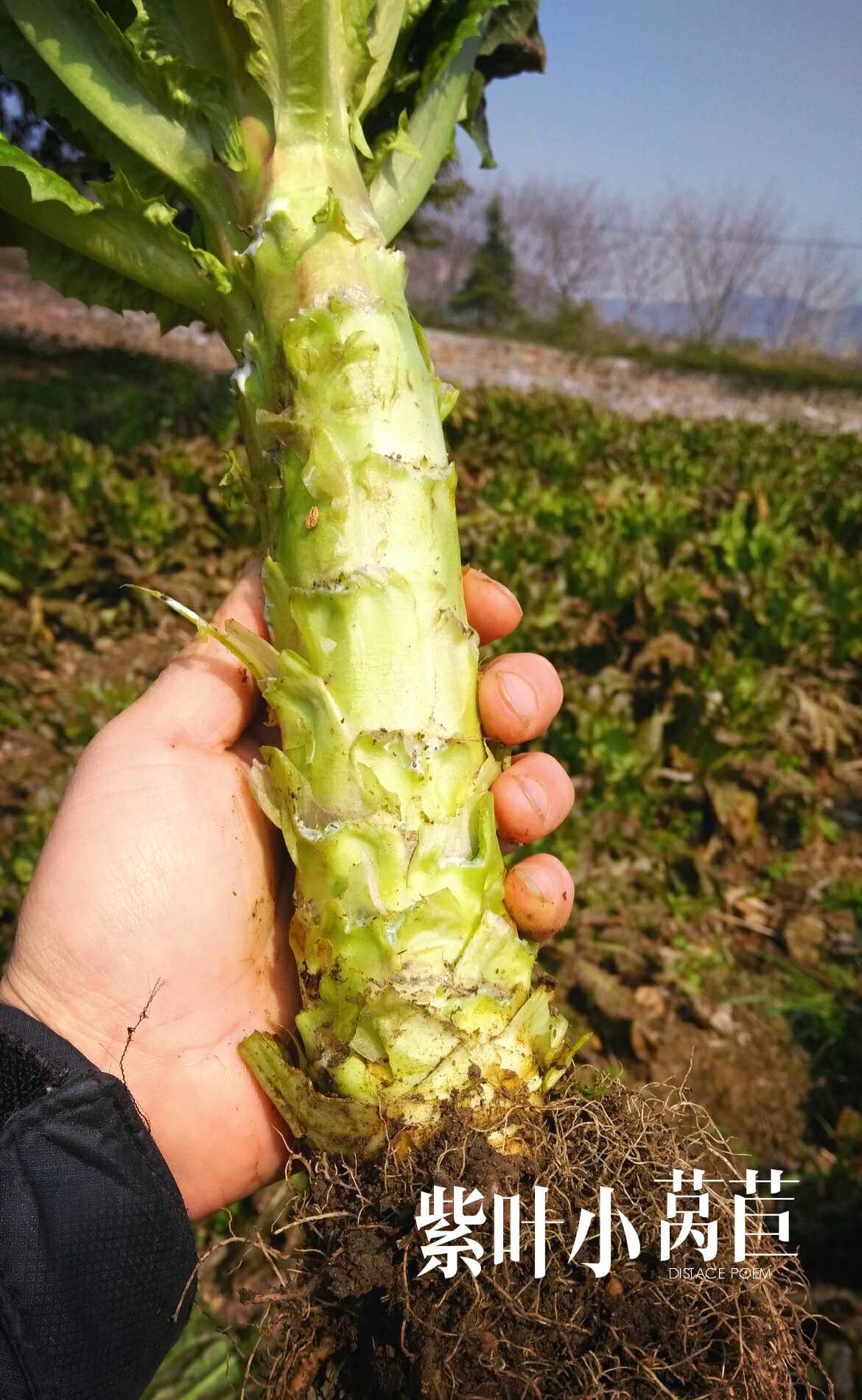 紫叶小莴苣二颗(750克以上)