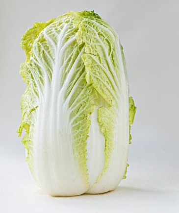 大白菜|南方传媒农业科普基地