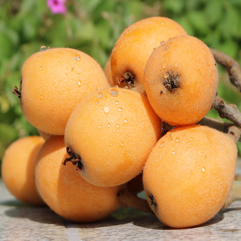 【大五星】云南蒙自枇杷2斤 斤斤包邮 - 大华云商