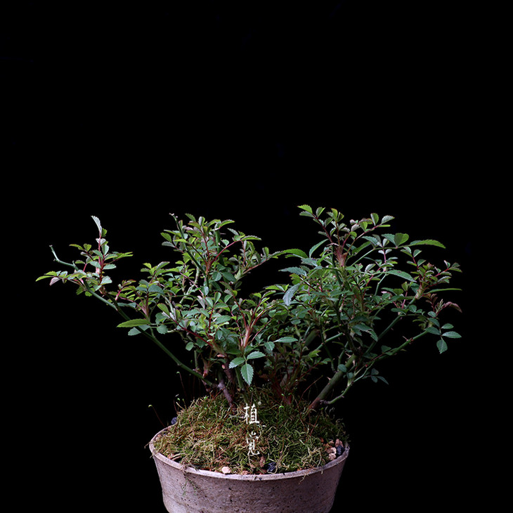 植觉 孤品 日本姬蔷薇