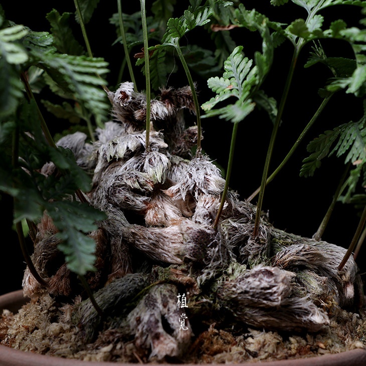 植觉 孤品 猫爪蕨 伍