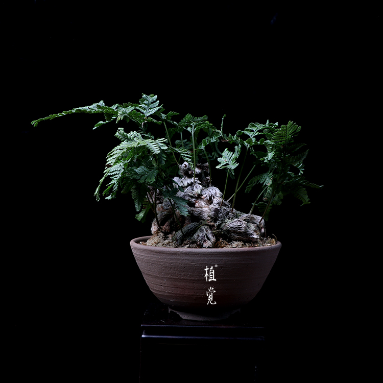 植觉 孤品 猫爪蕨 伍