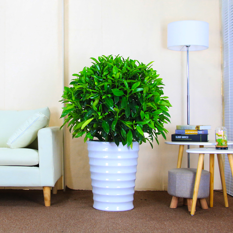 非洲茉莉盆栽高约1米左右室内植物吸甲醛净化空气大型绿植花卉