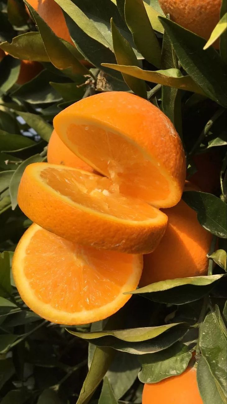 【爱心助农】奉节脐橙5kg(产地直采)