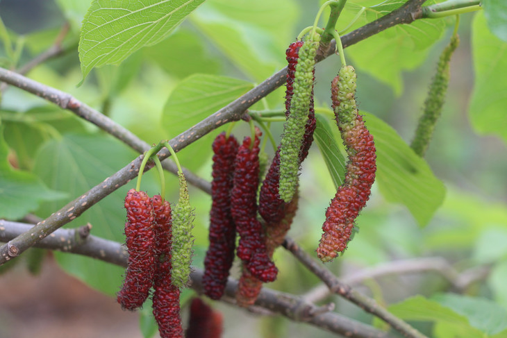 金桑子采摘园门票16.8元/张,桑果现采任吃