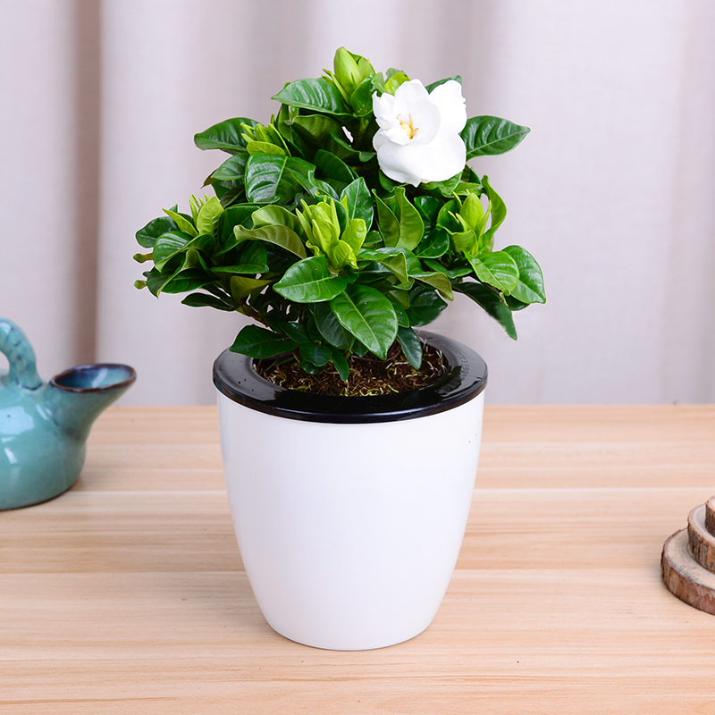 栀子花小盆栽绿植水培花卉办公桌防辐射桌面植物(盆子随机)