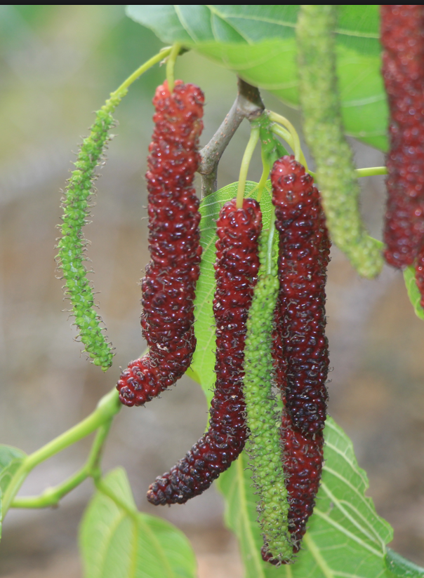 金桑子采摘园门票16.8元/张,桑果现采任吃