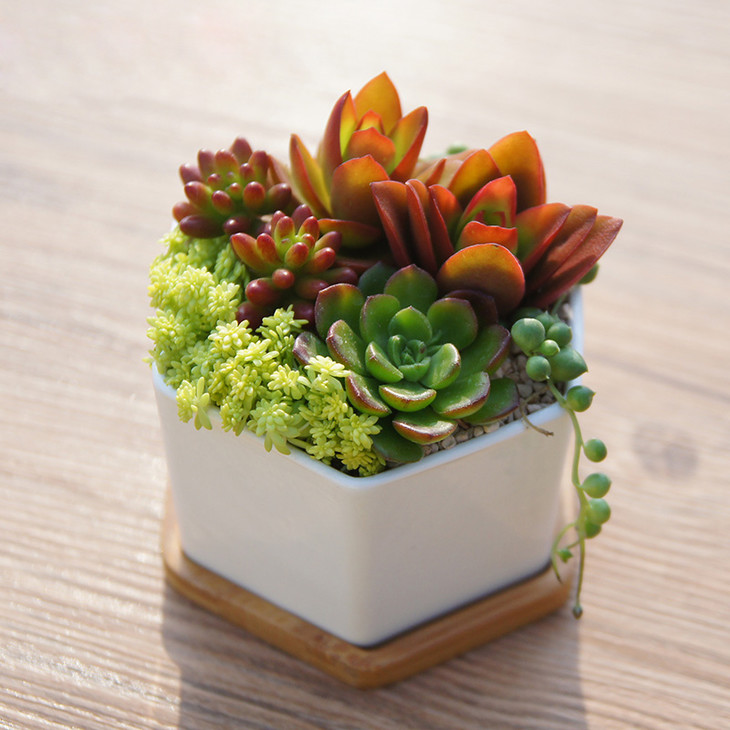 一盆多肉盆栽组合-萌萌哒绿植盆栽送女朋友老婆闺蜜同学生日礼物(不含