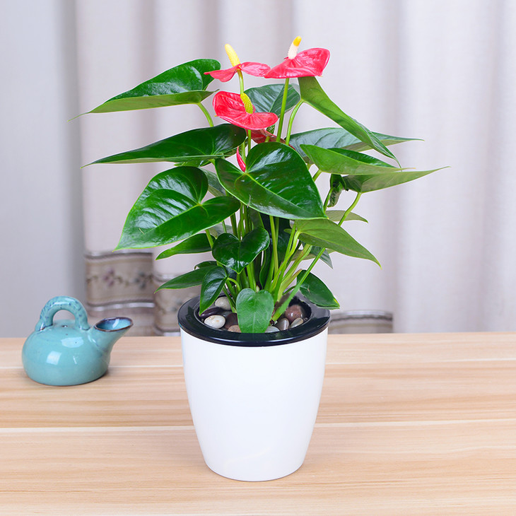 红掌绿植盆栽-净化空气防辐射桌面办公室摆放(小绿植2盆起送)
