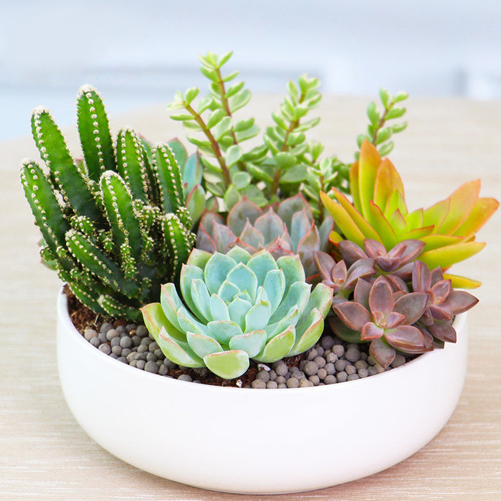 多肉盆栽组合萌萌哒绿植盆栽送女朋友老婆闺蜜同学生日礼物