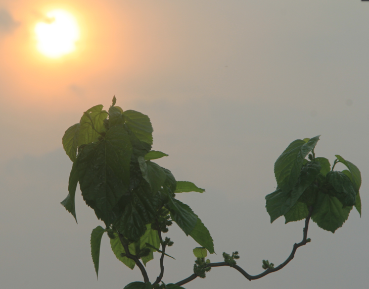 九曲龙桑:树形优美,观赏性强