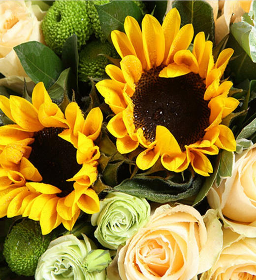 晴朗----香槟玫瑰11枝，向日葵2枝，绿色桔梗5枝，绿色小菊3枝，叶上花3枝 内层雪梨纸，外层英文报纸，拉菲草花结（1012） 商品图2
