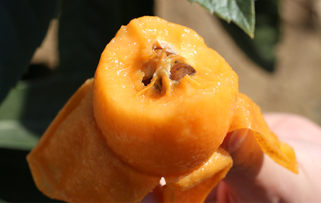 大五星,枇杷之王, 平均果重81克,一个枇杷两个大 如鸡蛋般大小 系目前