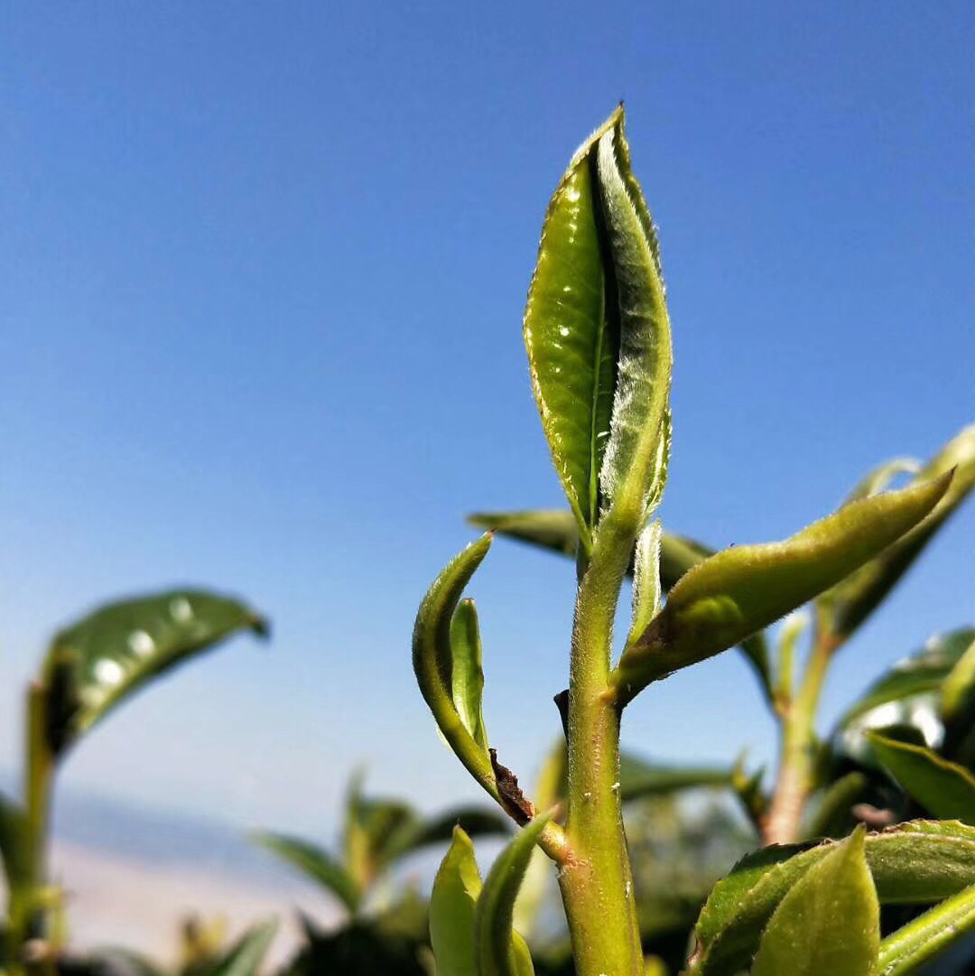 普洱茶联盟200508