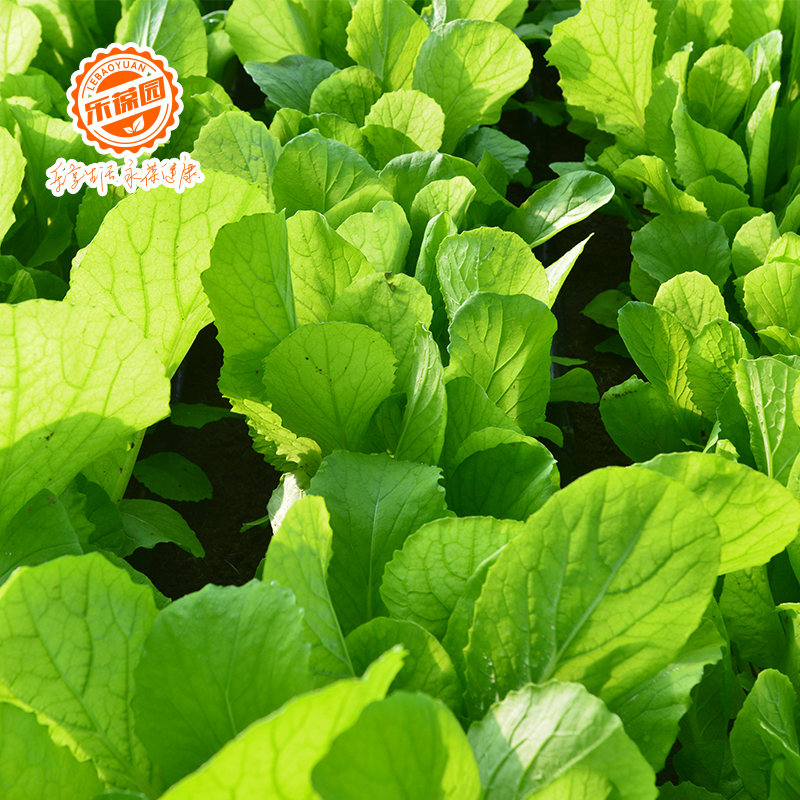 乐葆园 碱地蔬菜 小白菜250g