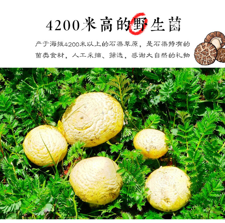石渠白菌,白菌,白菌菇_大山谷图库