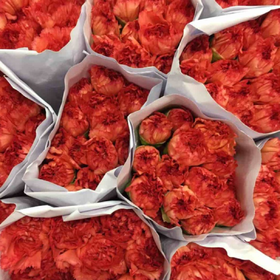 new·火焰赤色康乃馨