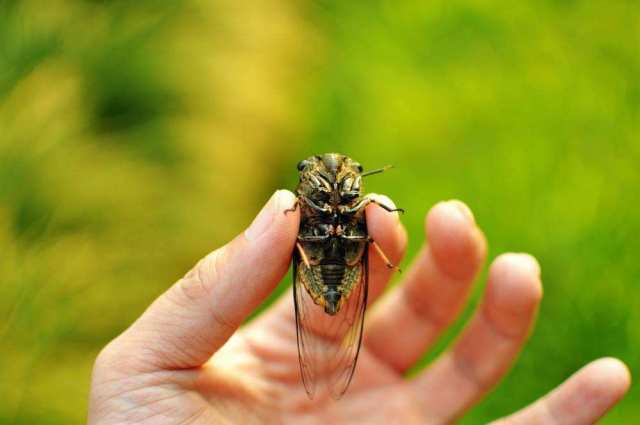 南北湖"自然探索"五天夏令营