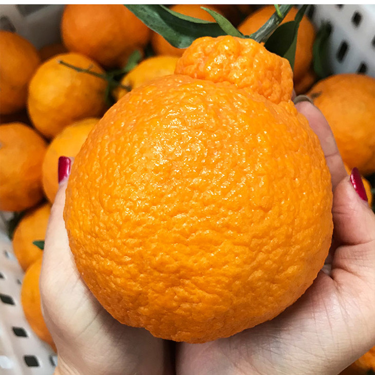 四川不知火丑柑新鲜桔子水果5斤